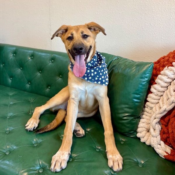 Chloe Peach Can Steal Your Heart, a German Shepherd Dog dog