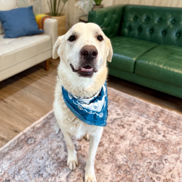 Dudley McFloof The Family Man, a Great Pyrenees dog