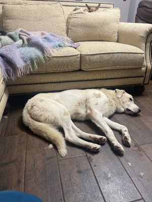 Dudley McFloof The Family Man thumbnail 11