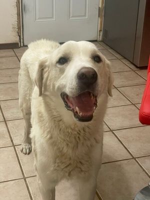 Dudley McFloof The Family Man thumbnail 5