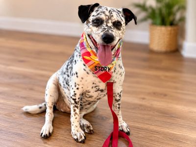 Dottie Darling Dalmatian thumbnail 10