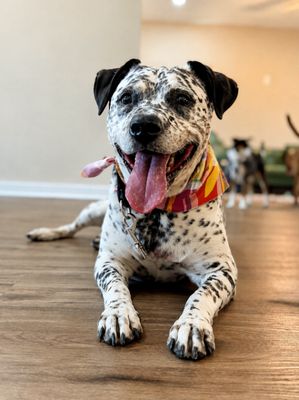Dottie Darling Dalmatian thumbnail 1