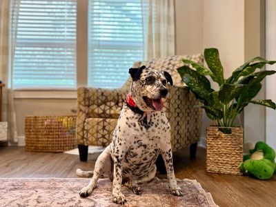 Dottie Darling Dalmatian thumbnail 11
