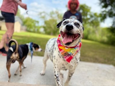 Dottie Darling Dalmatian thumbnail 9