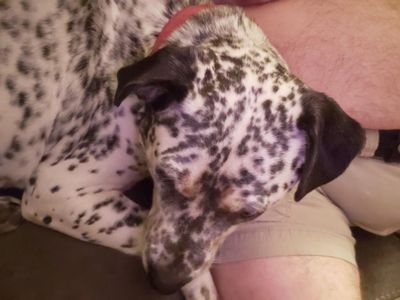 Dottie Darling Dalmatian thumbnail 14