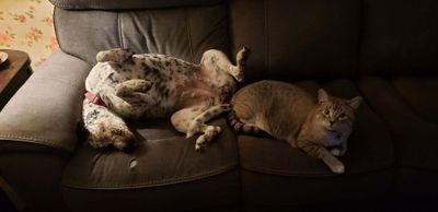 Dottie Darling Dalmatian thumbnail 4