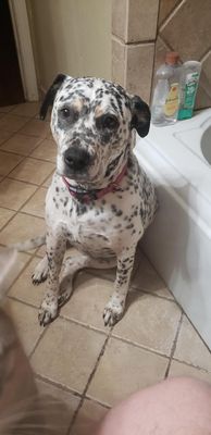 Dottie Darling Dalmatian thumbnail 6