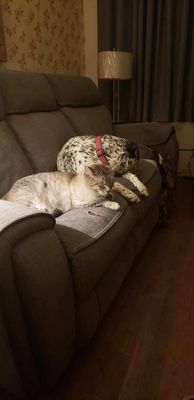 Dottie Darling Dalmatian thumbnail 7