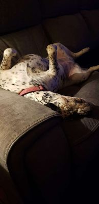 Dottie Darling Dalmatian thumbnail 8