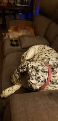Dottie Darling Dalmatian thumbnail 15