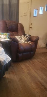Dottie Darling Dalmatian thumbnail 12
