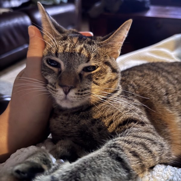 Queens New York, a Tabby cat available for adoption