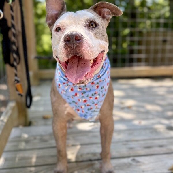 Roxy Raspberry Room Charmer, a American Bully dog