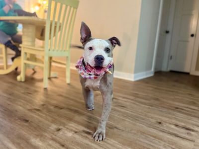 Roxy Raspberry Room Charmer thumbnail 10