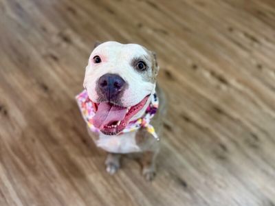 Roxy Raspberry Room Charmer thumbnail 11