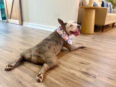 Roxy Raspberry Room Charmer thumbnail 5
