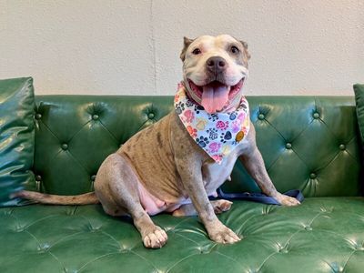 Roxy Raspberry Room Charmer thumbnail 8