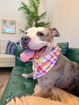 Roxy Raspberry Room Charmer thumbnail 13
