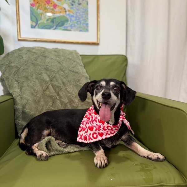 Misses Buttersworth Sweet Little Granny Girl, a Dachshund dog