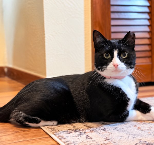 Millie The Magnificent, a Domestic Short Hair cat available for adoption