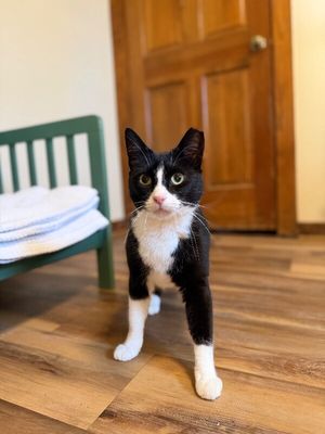 Millie The Magnificent thumbnail 11