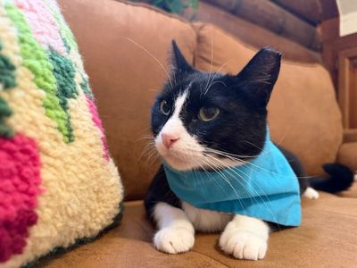 Millie The Magnificent thumbnail 14