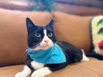 Millie The Magnificent thumbnail 12