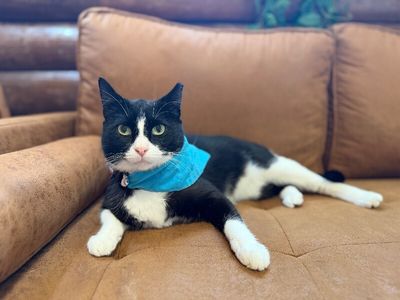 Millie The Magnificent thumbnail 10