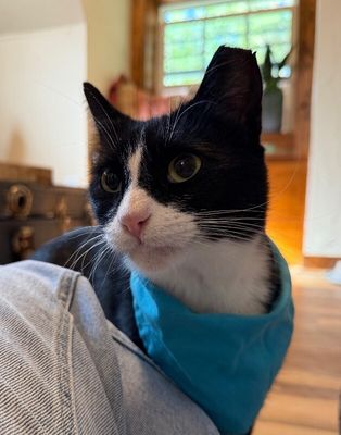 Millie The Magnificent thumbnail 15