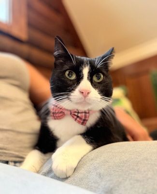 Millie The Magnificent thumbnail 2
