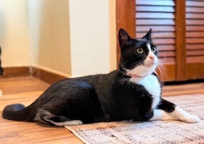 Millie The Magnificent thumbnail 5