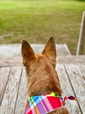 Rigby Roo Adventurer thumbnail 8