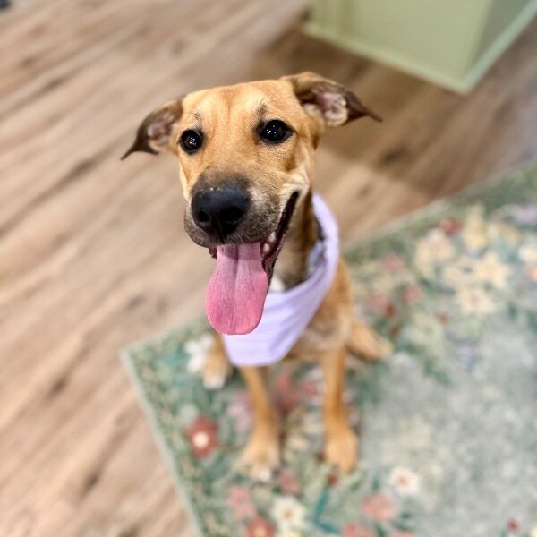 Tempy Tandy Sweet as Candy, a Shepherd dog
