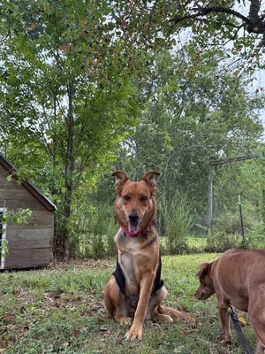 Mimi Honey Lou Sweeter Than Honey thumbnail 9
