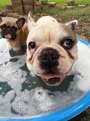 Wilson Belly Rub Bandito thumbnail 8
