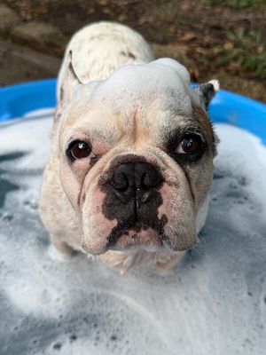 Wilson Belly Rub Bandito thumbnail 9