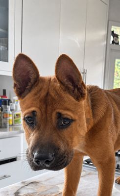 Nacho Frito Squishy Baby Bear thumbnail 13