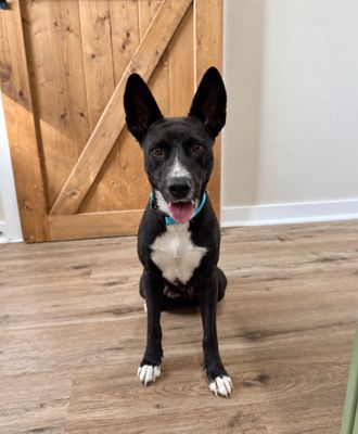 Lila Lily Little Love Bug Cutie thumbnail 3
