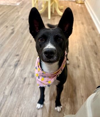 Lila Lily Little Love Bug Cutie thumbnail 1