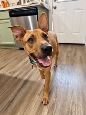 Peirre Jett The Goofiest Sweet Boy thumbnail 9