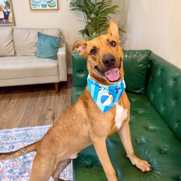 Peirre Jett The Goofiest Sweet Boy, a German Shepherd Dog dog