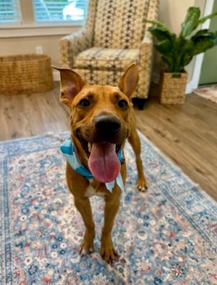 Peirre Jett The Goofiest Sweet Boy thumbnail 15