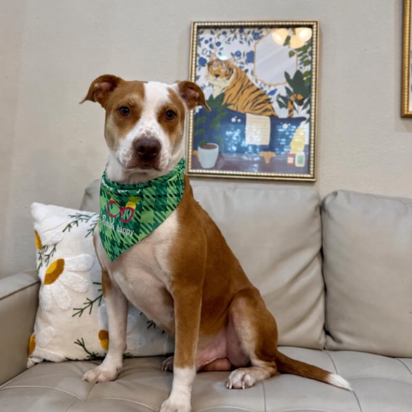 Benny Freckles Gentle Little Heart Stealer, a American Pit Bull Terrier dog