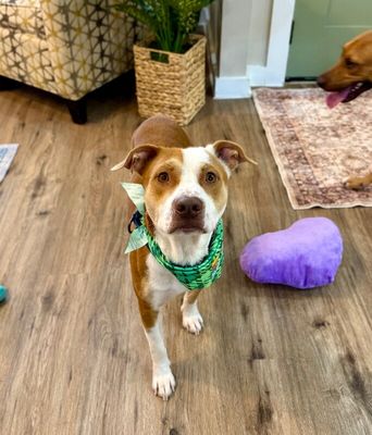 Benny Freckles Gentle Little Heart Stealer thumbnail 3