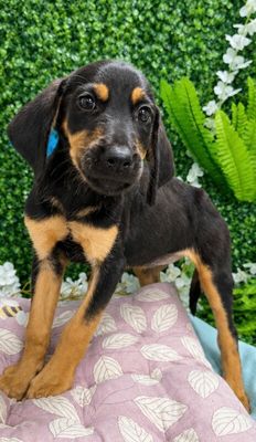Ruby Silky Sweetheart thumbnail 10