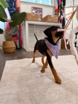 Ruby Silky Sweetheart thumbnail 2