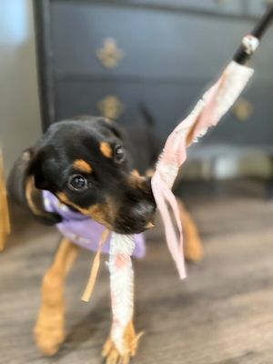 Ruby Silky Sweetheart thumbnail 8