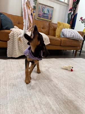 Ruby Silky Sweetheart thumbnail 6