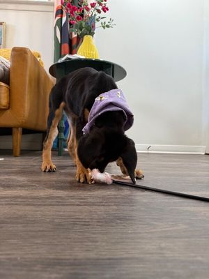 Ruby Silky Sweetheart thumbnail 9