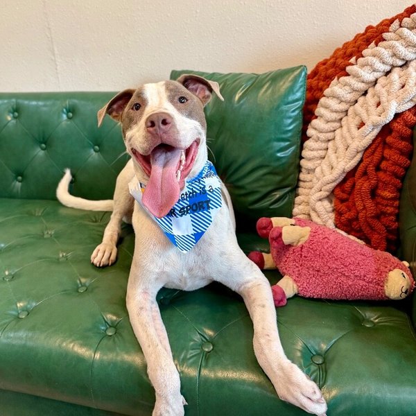 River Forest Fun Loving Best Friend, a American Pit Bull Terrier dog